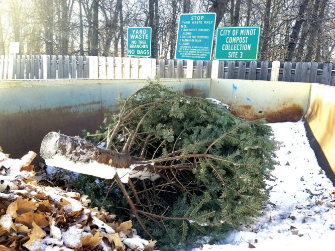 City of Minot provides Christmas tree disposal