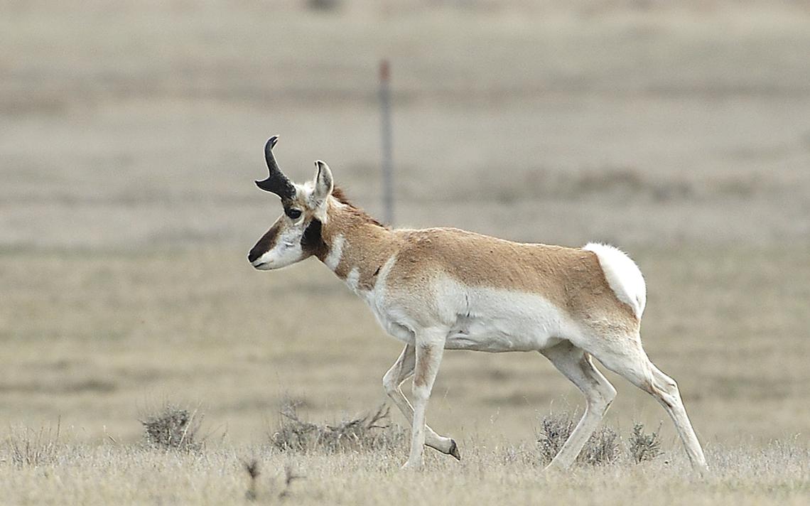 North Dakota pronghorn hunters have 76% success rate in 2020, Game and Fish statistics show