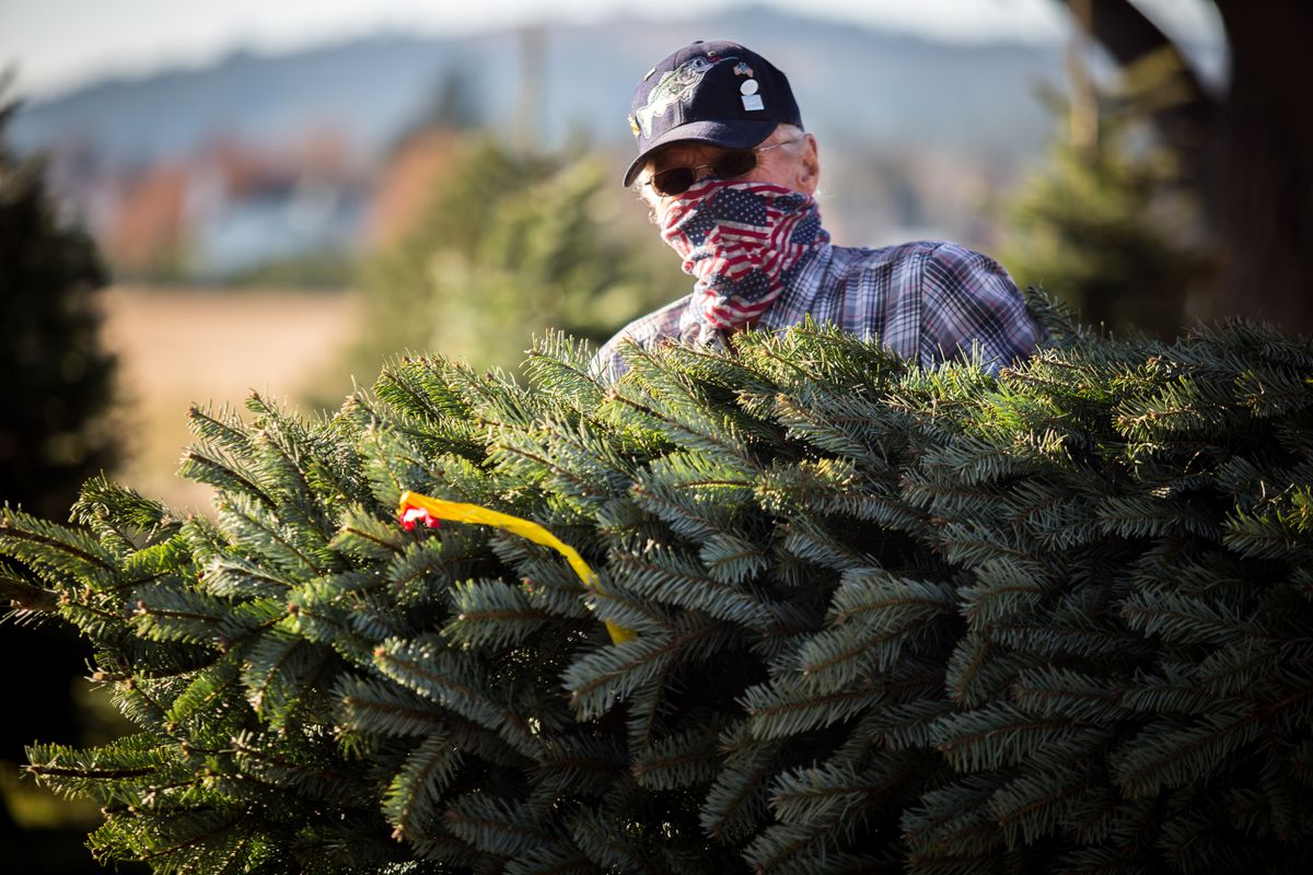 Record breaking days for Christmas Tree farm