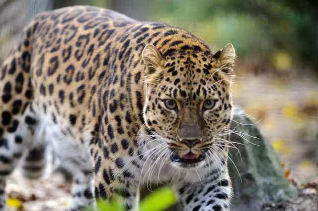 Saving the Amur Leopard in Minot