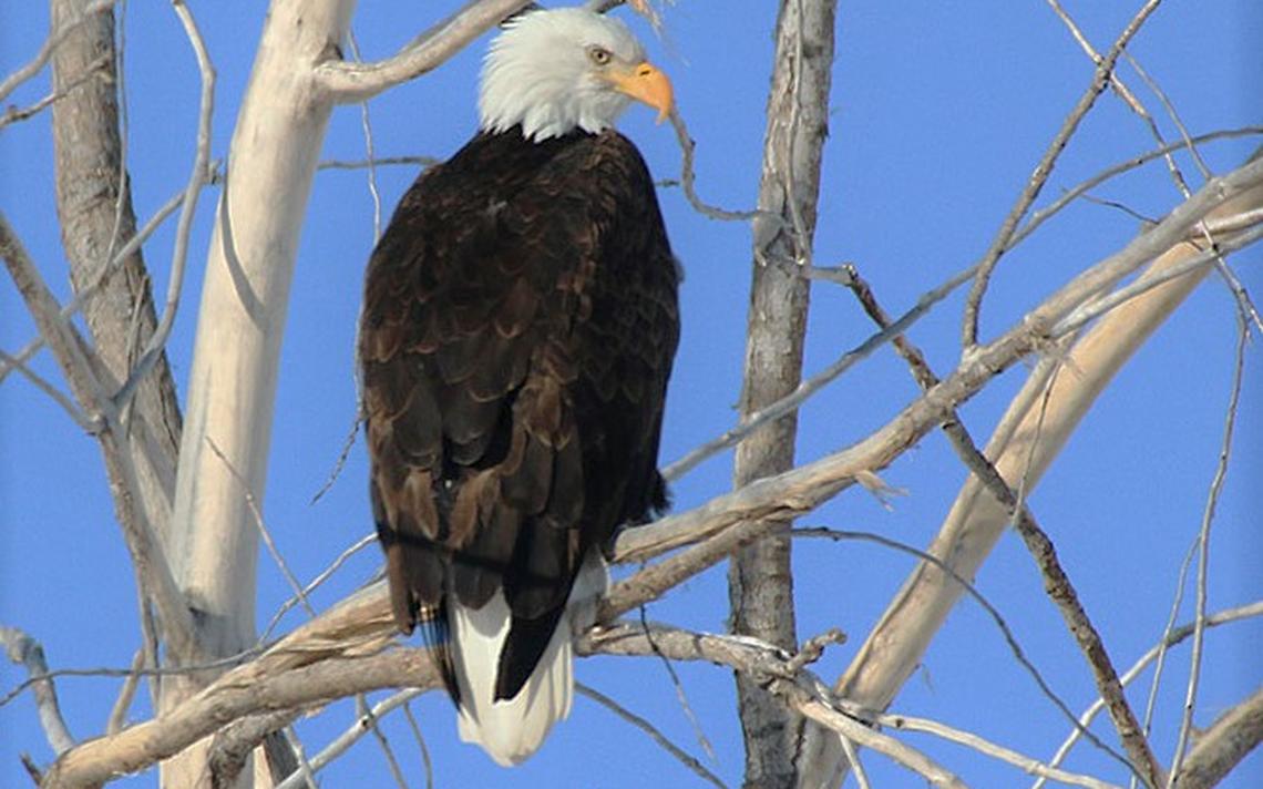 Bald eagle populations taking flight in North Dakota, Minnesota