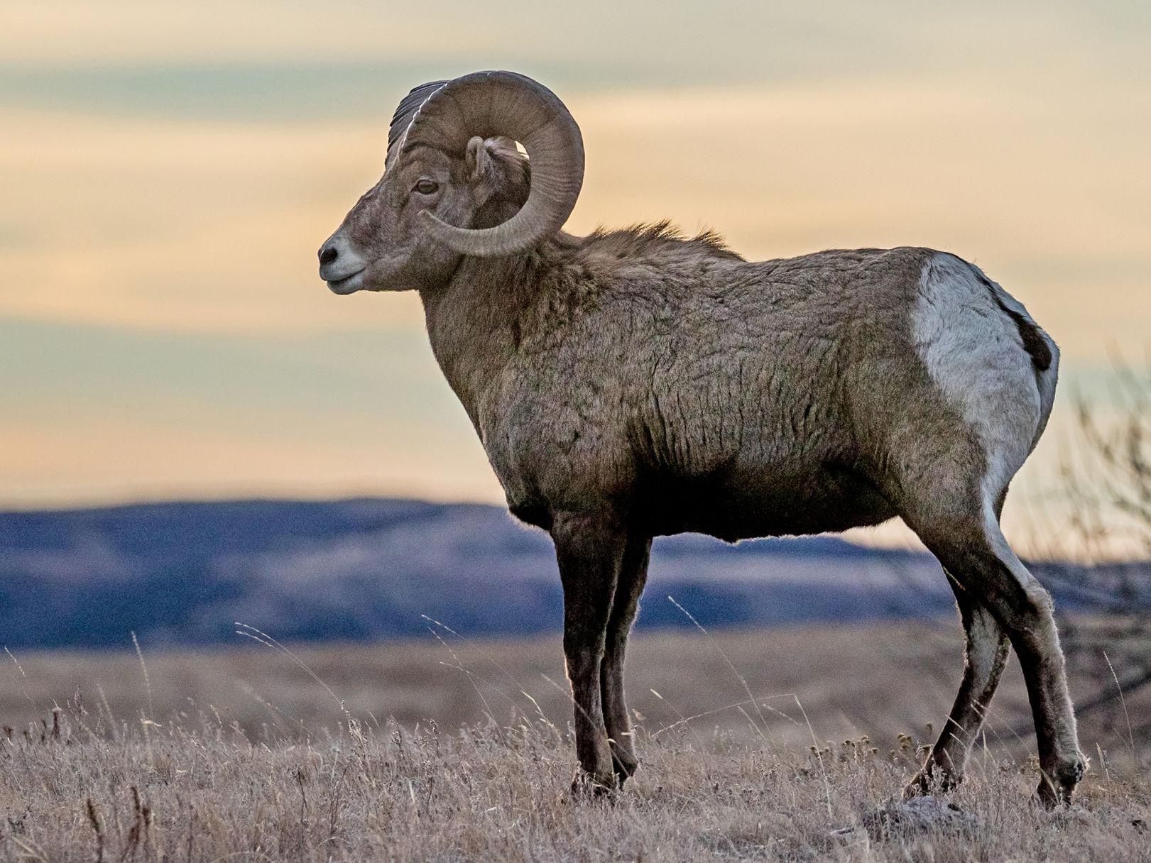 North Dakota bighorn sheep survey tallies record-setting population