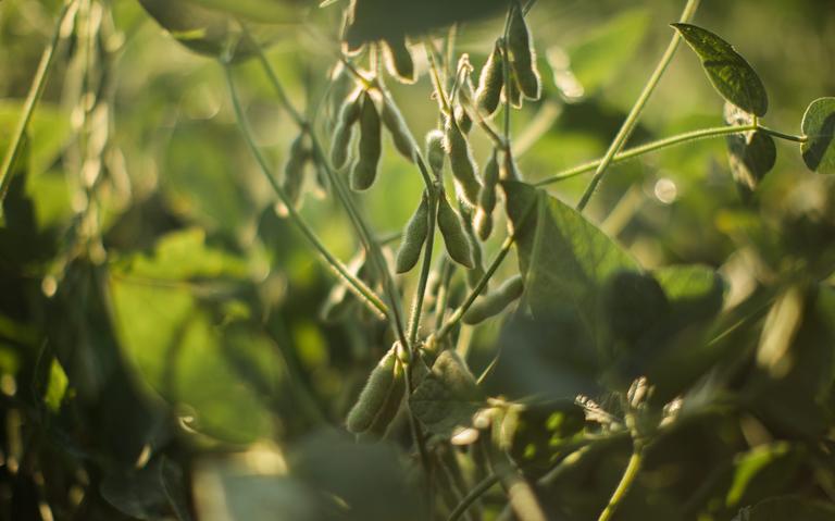 ADM plant is a ‘great milestone for the North Dakota soybean industry’