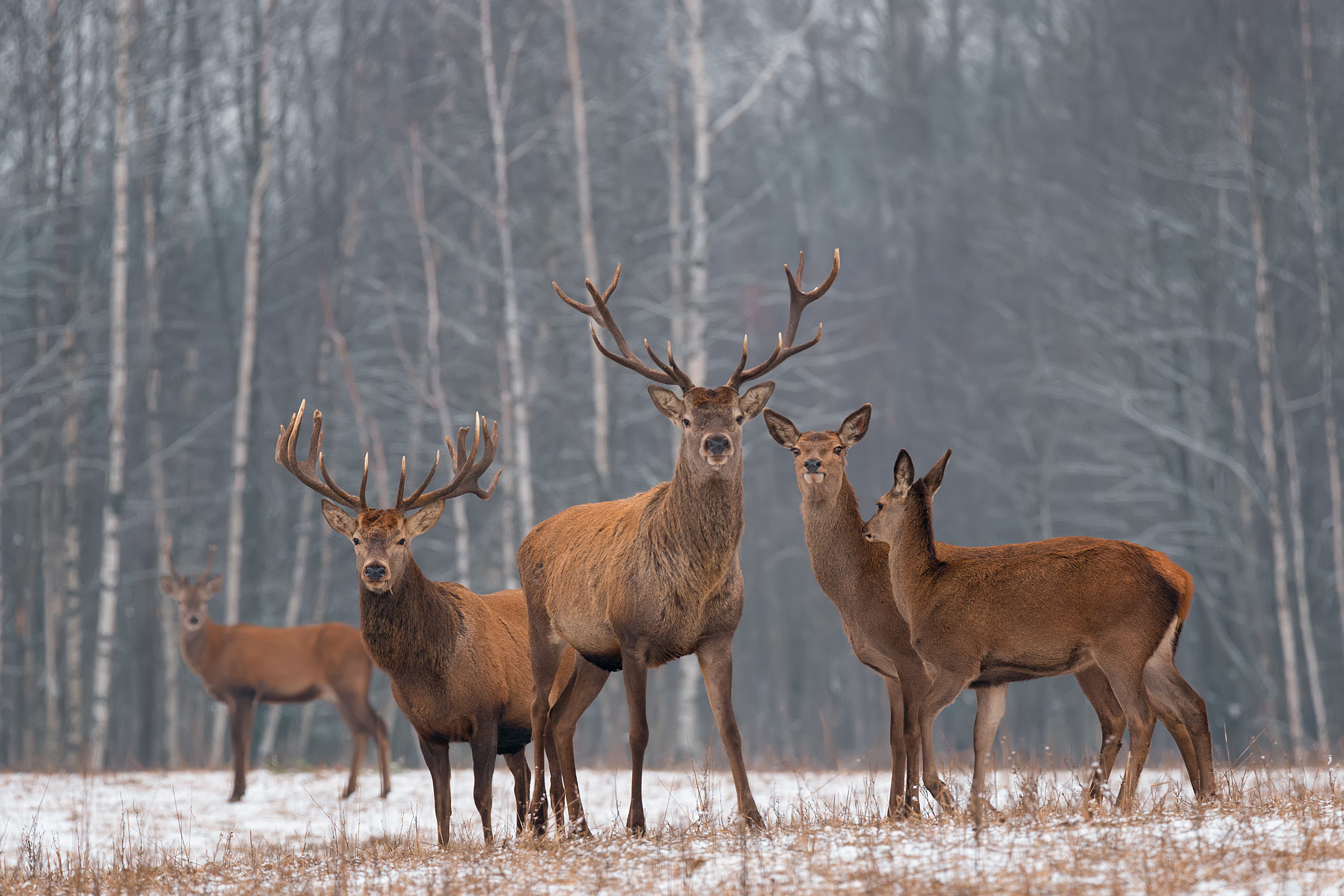 More deer hunt licenses available in North Dakota this year