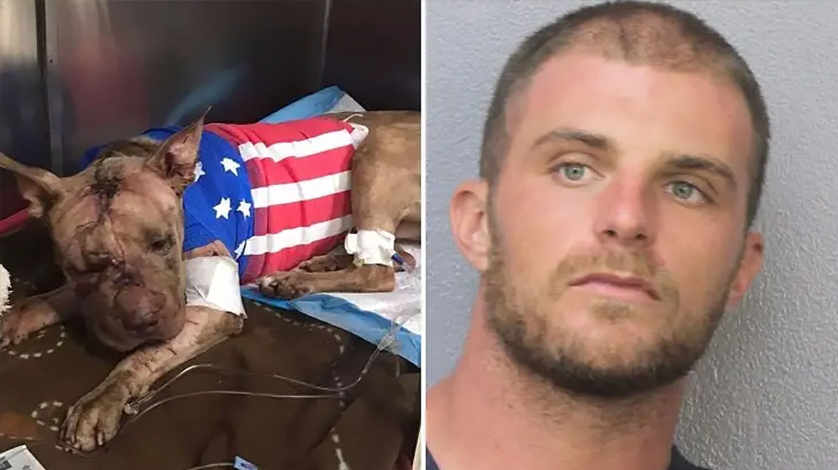 Man jailed after pit bull found barely alive with 50 stab wounds stuffed in a suitcase