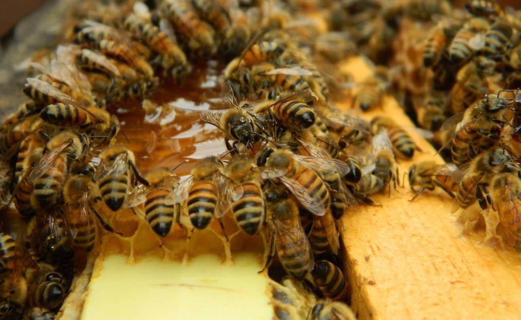 Agriculture Commissioner Doug Goehring has announced that funding is available for research and promotion of honey bees