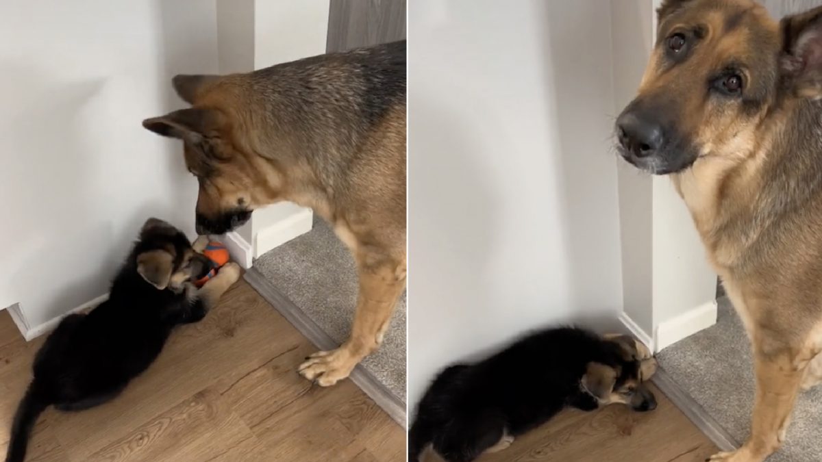 Dog’s response to little sister stealing her toys is just priceless