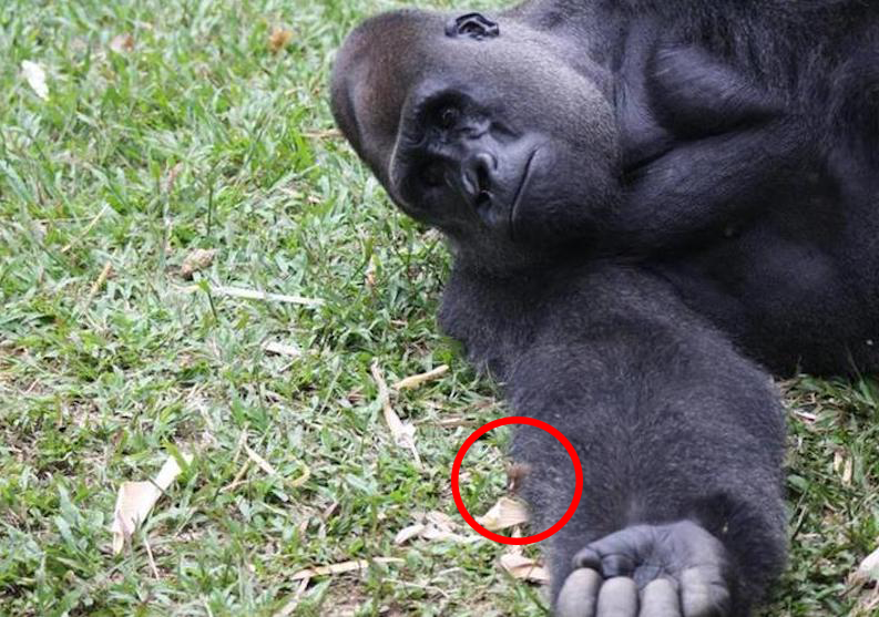 Gorilla refused to let others near, then ‘staff looked at his hands and found out the reason’!