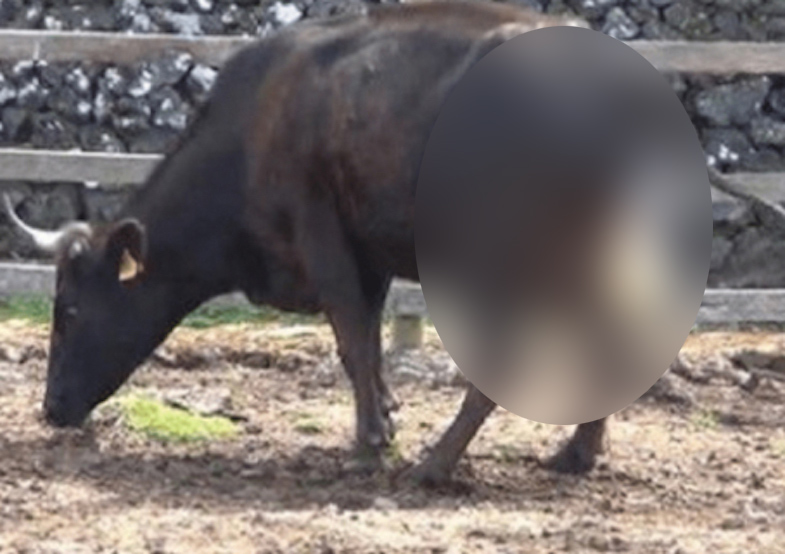 Farmer thinks cow is pregnant, but ‘got the surprise of his life when the cow gave birth’!