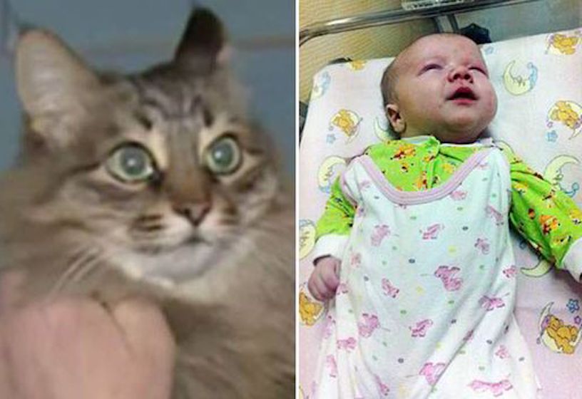 Stray cat found an abandoned baby, but ‘what she did was unexpected’!
