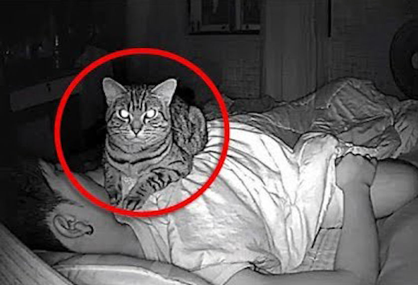 Cat won’t stop staring at owner all night, so ‘he set up a camera and quickly realized why’!