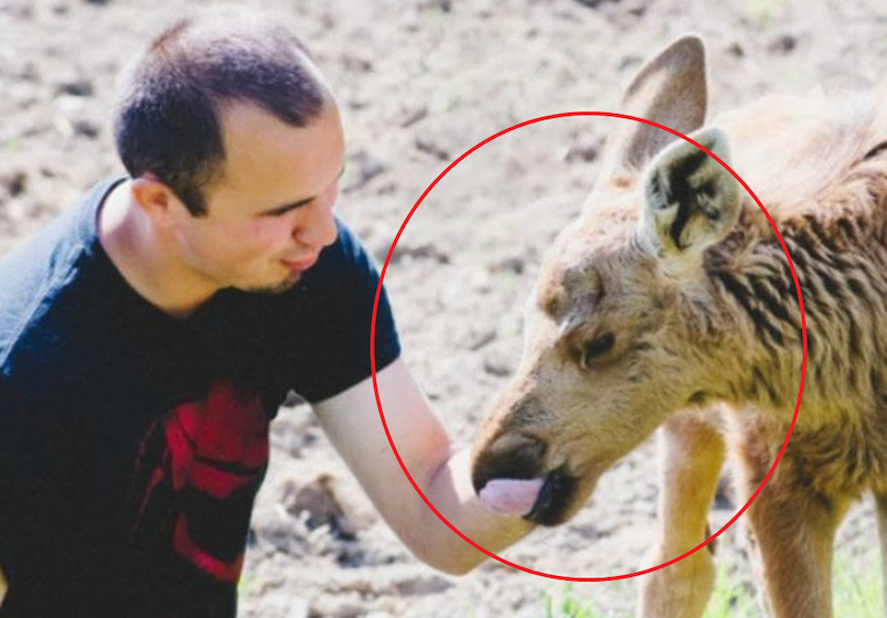 Man saved a baby moose from danger, received something remarkable in exchange!