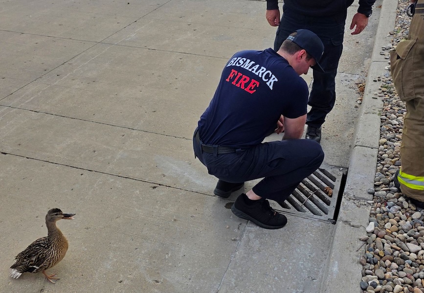 Bismarck Fire Department rescues ducklings after they fall into storm sewer on north side of city